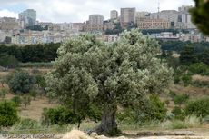 Sizilien (202 von 565).jpg